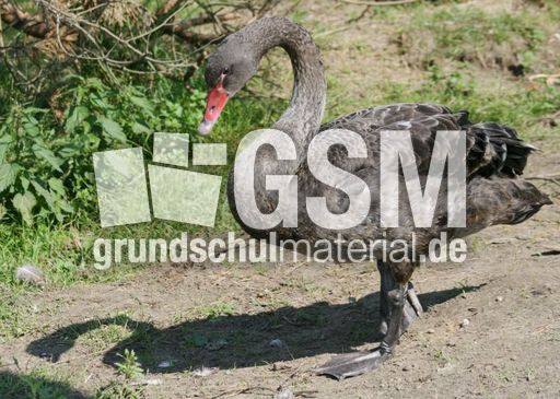 Schwarzer-Schwan-11.jpg